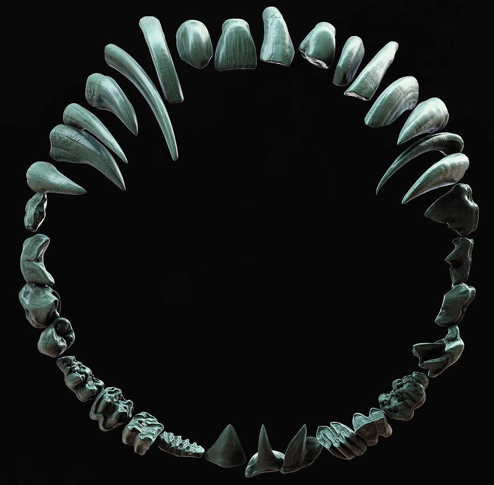 Teeth1
