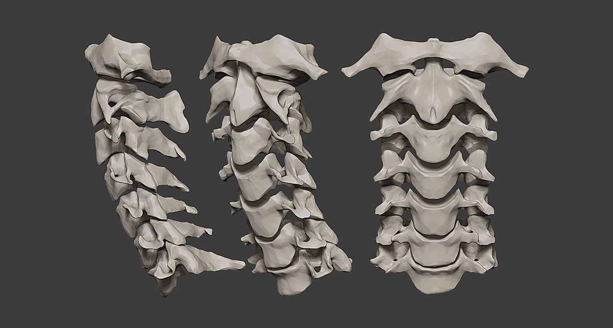 CervialSpine_1