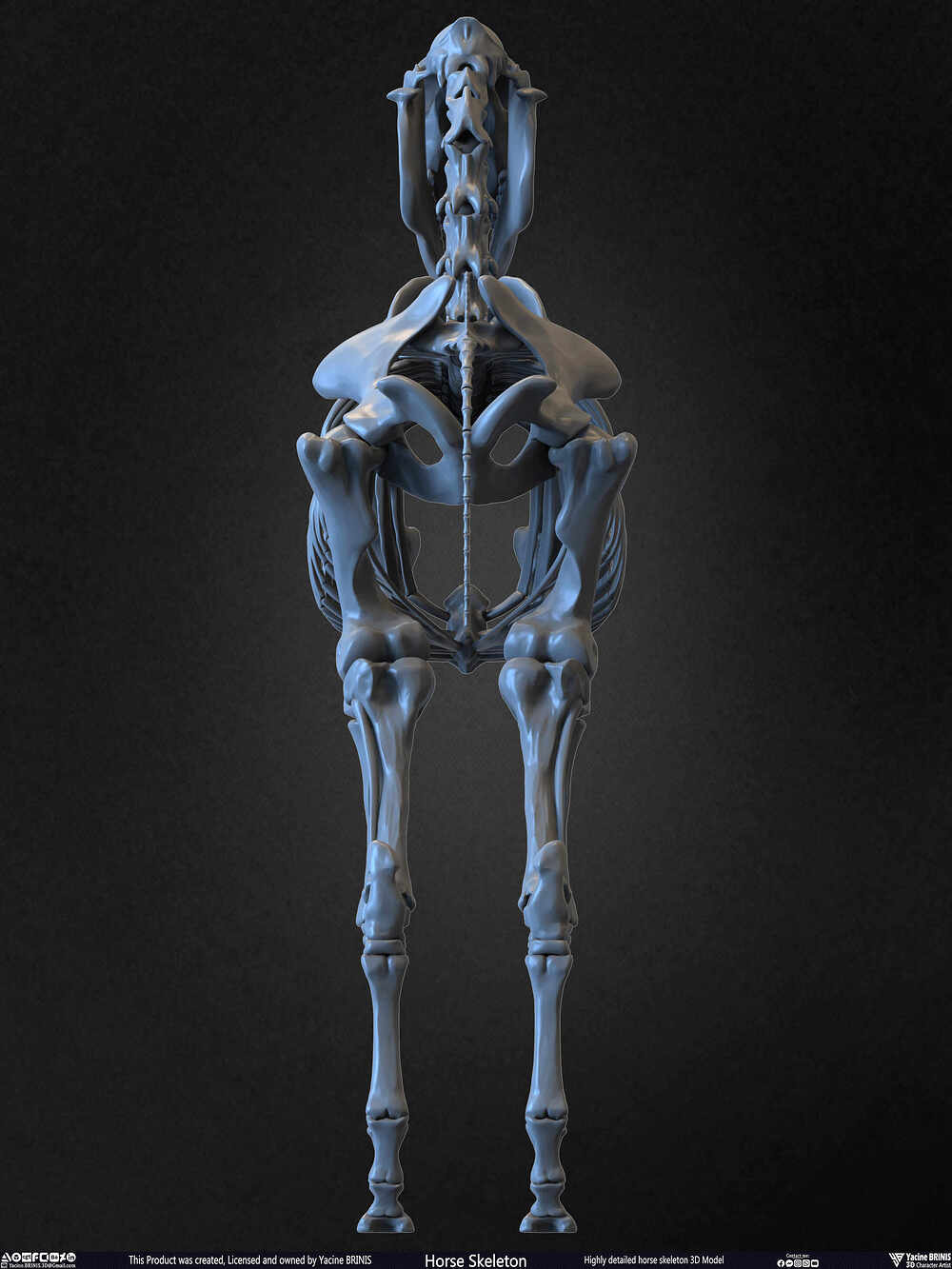 Highly Detailed Horse Skeleton 3D Model Sculpted by Yacine BRINIS Set 023
