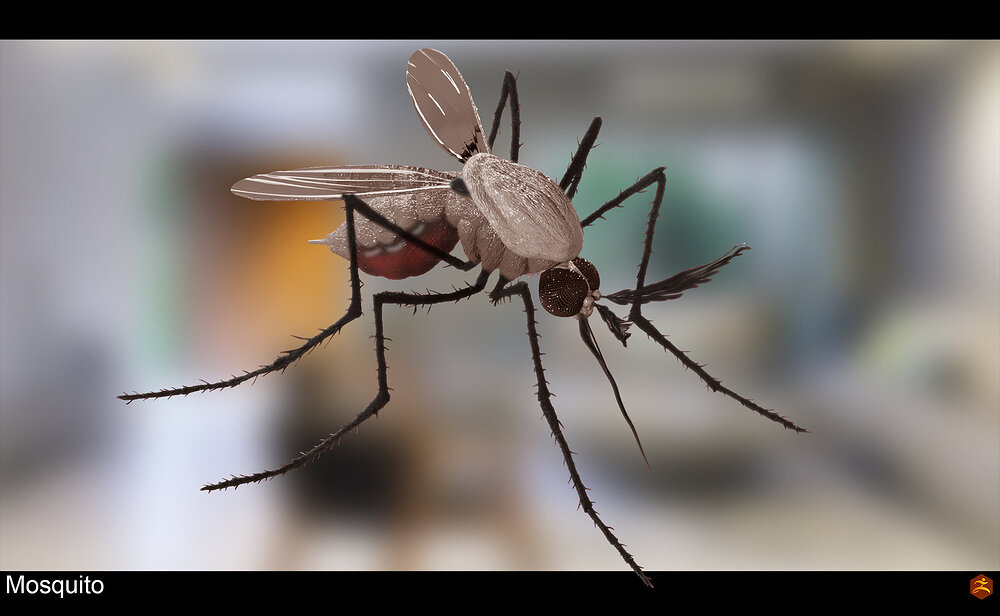 mosquito_007