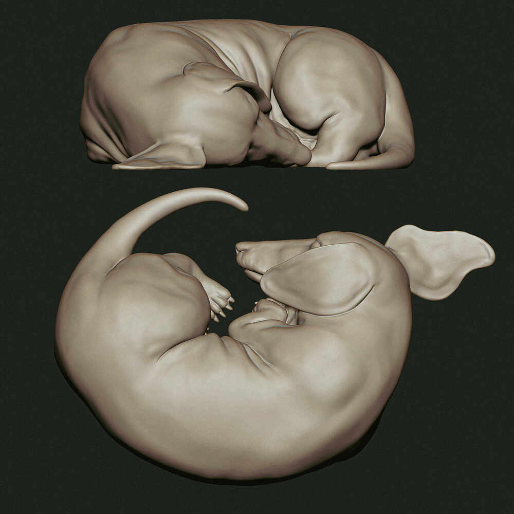 dachshund-1