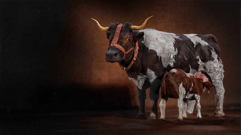 Cow_Comp03