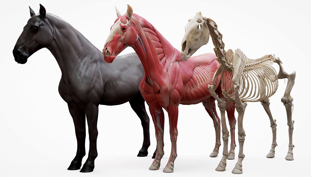 Horse-Ecorche-Model