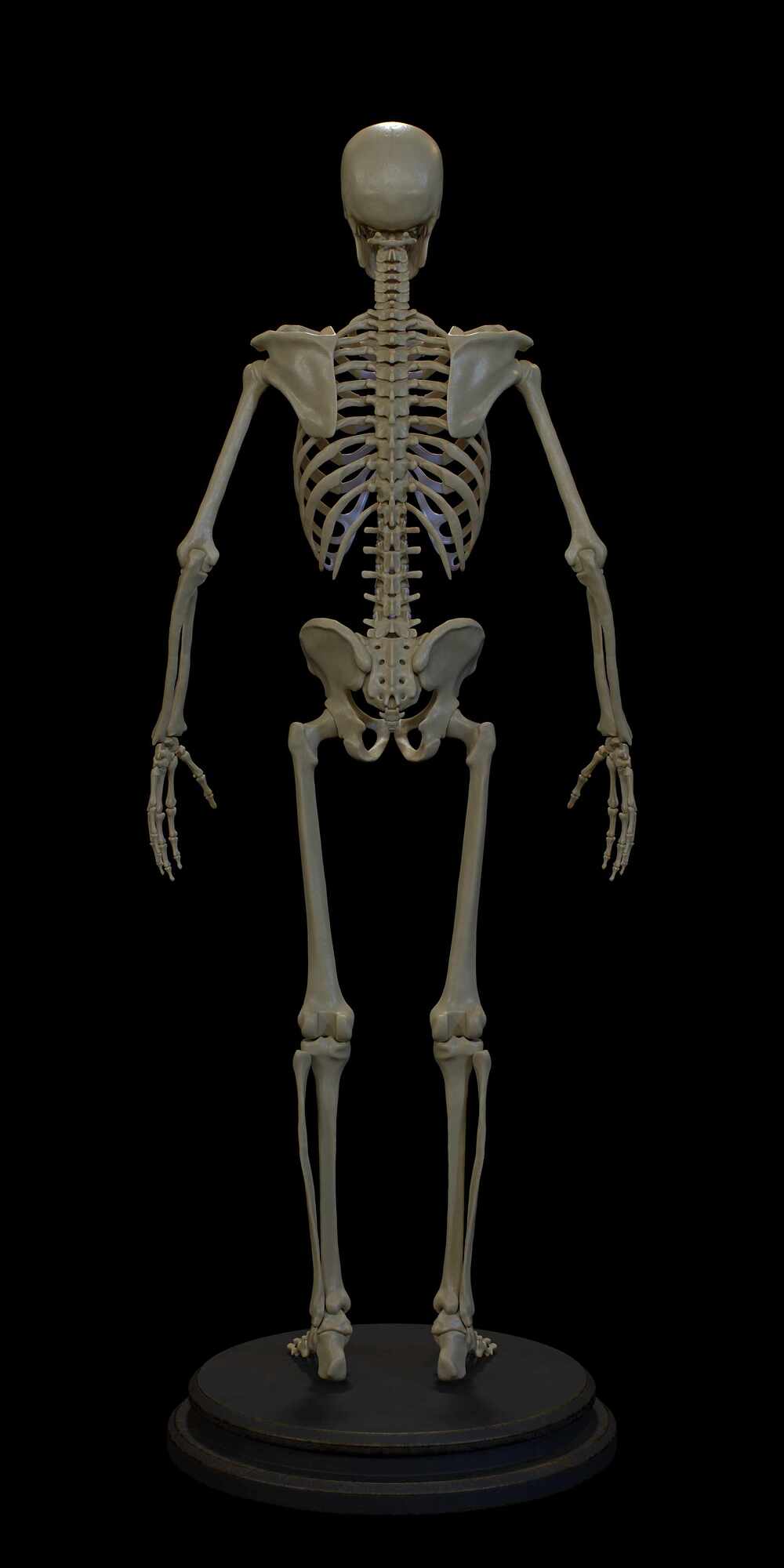 Skeleton_Back