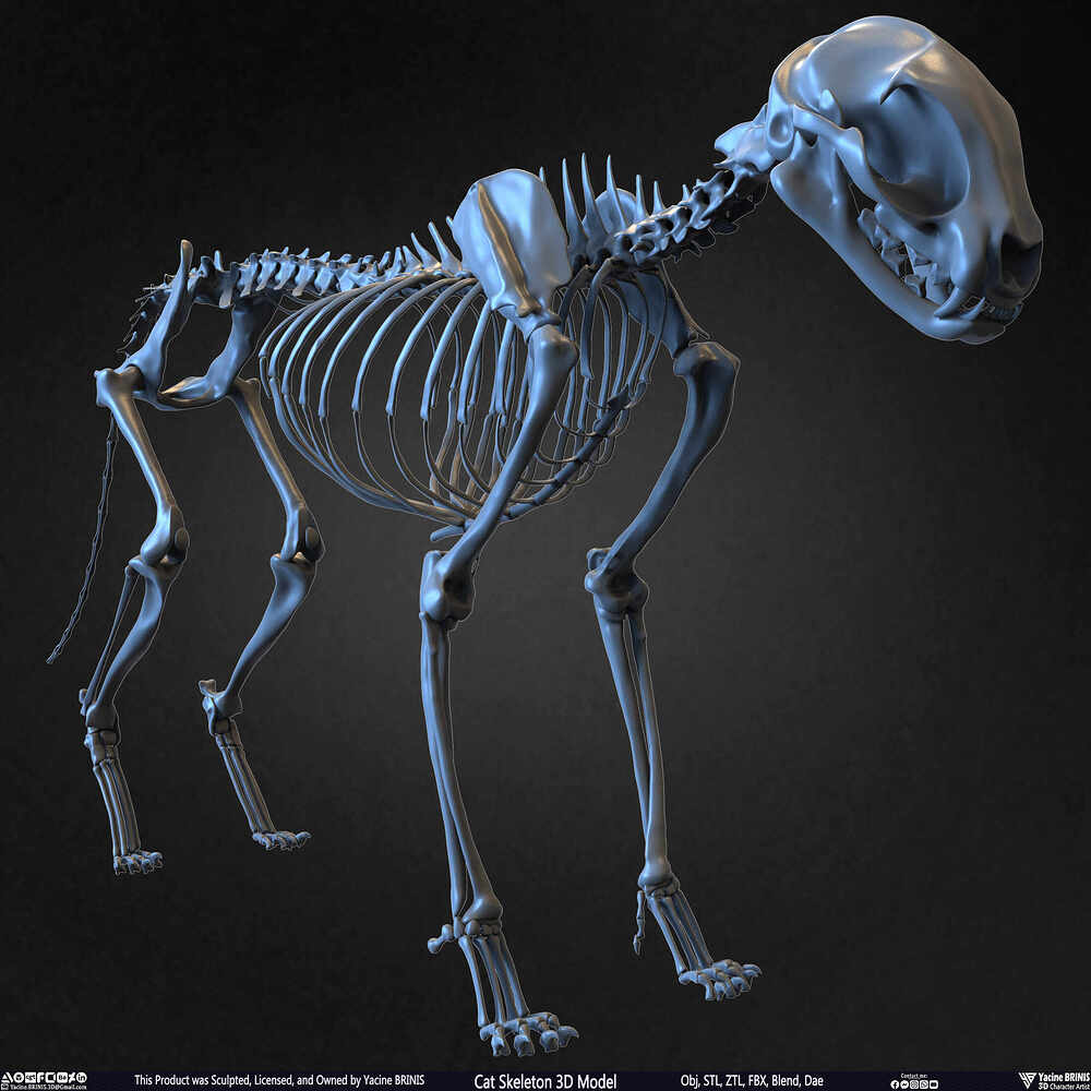 Highly Detailed Cat Skeleton 3D Model Sculpted by Yacine BRINIS Set 001