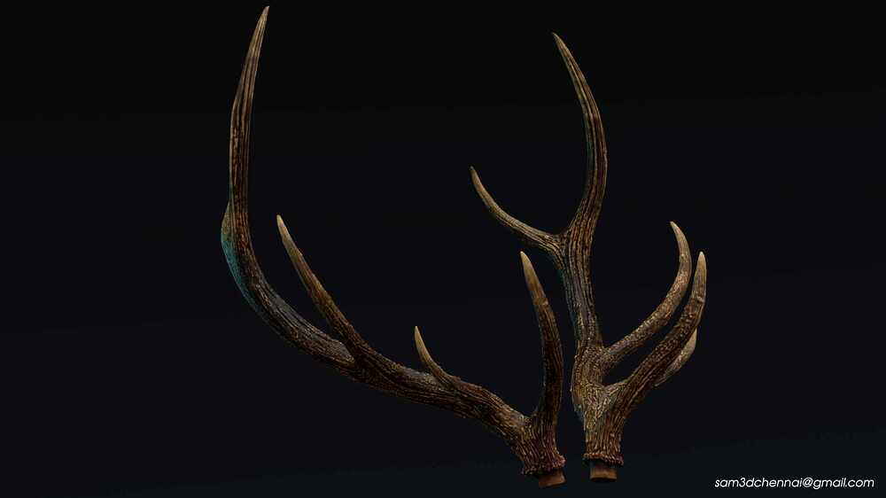 Deer_05