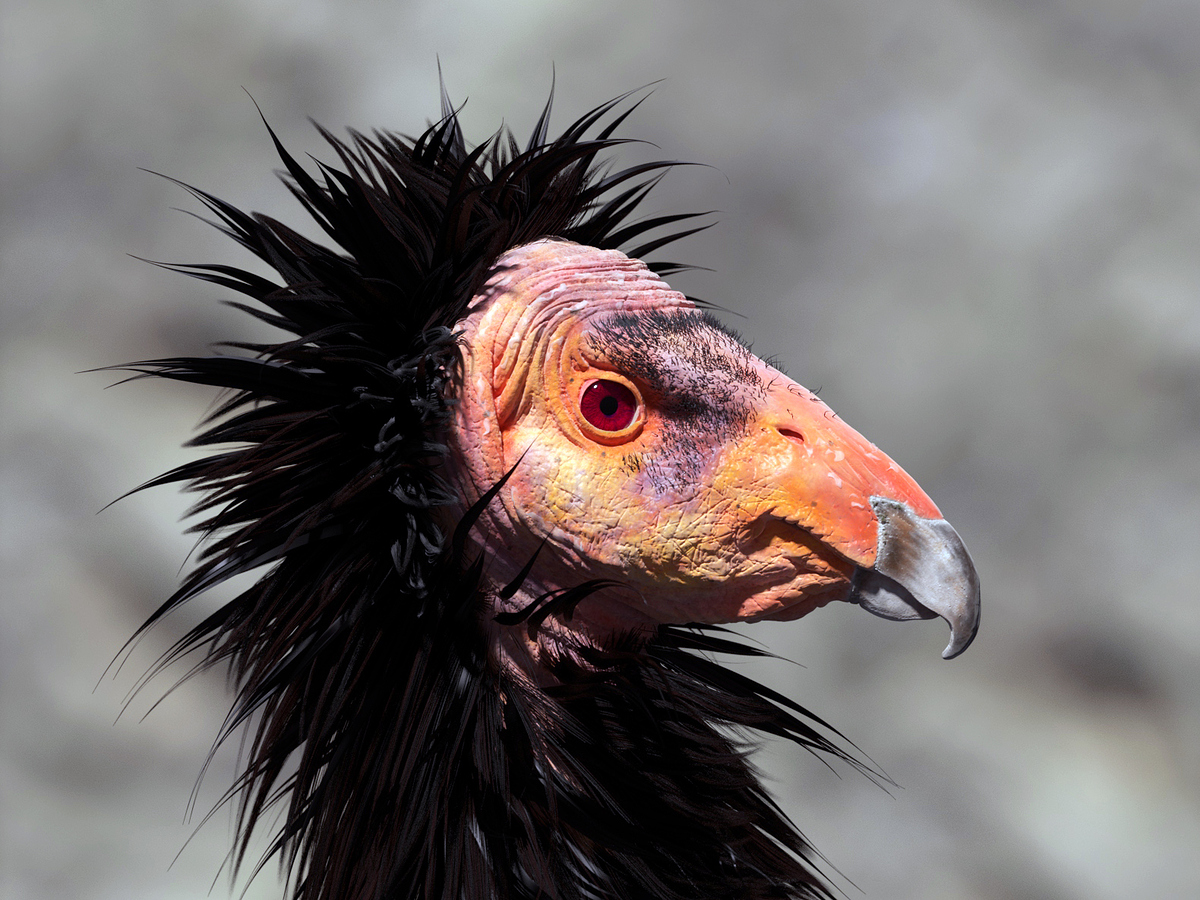 condor_04_cc