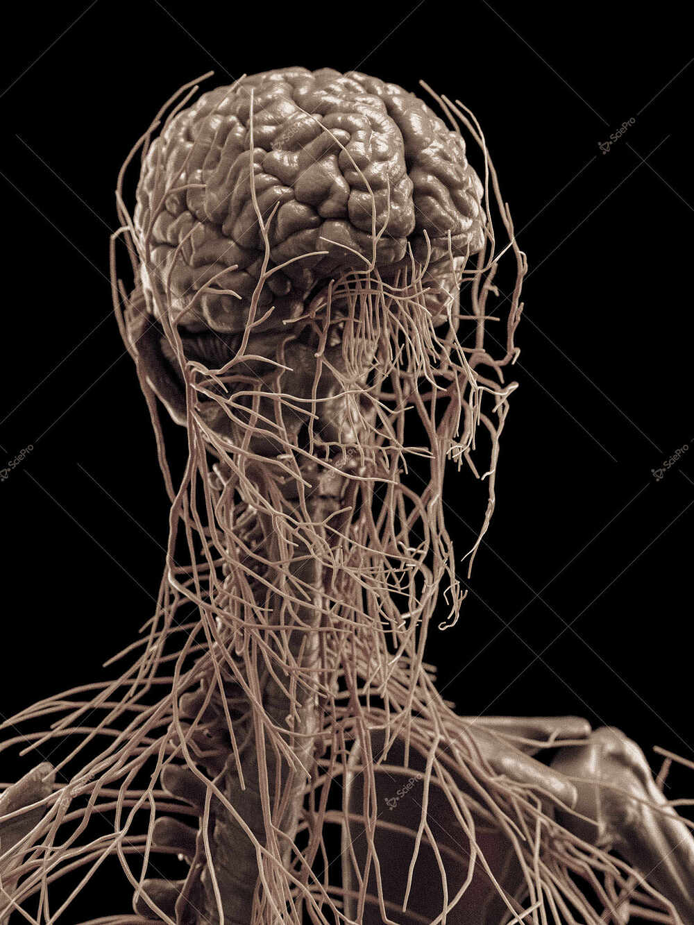 averageFitMale_headNeck_anatomyLayer10