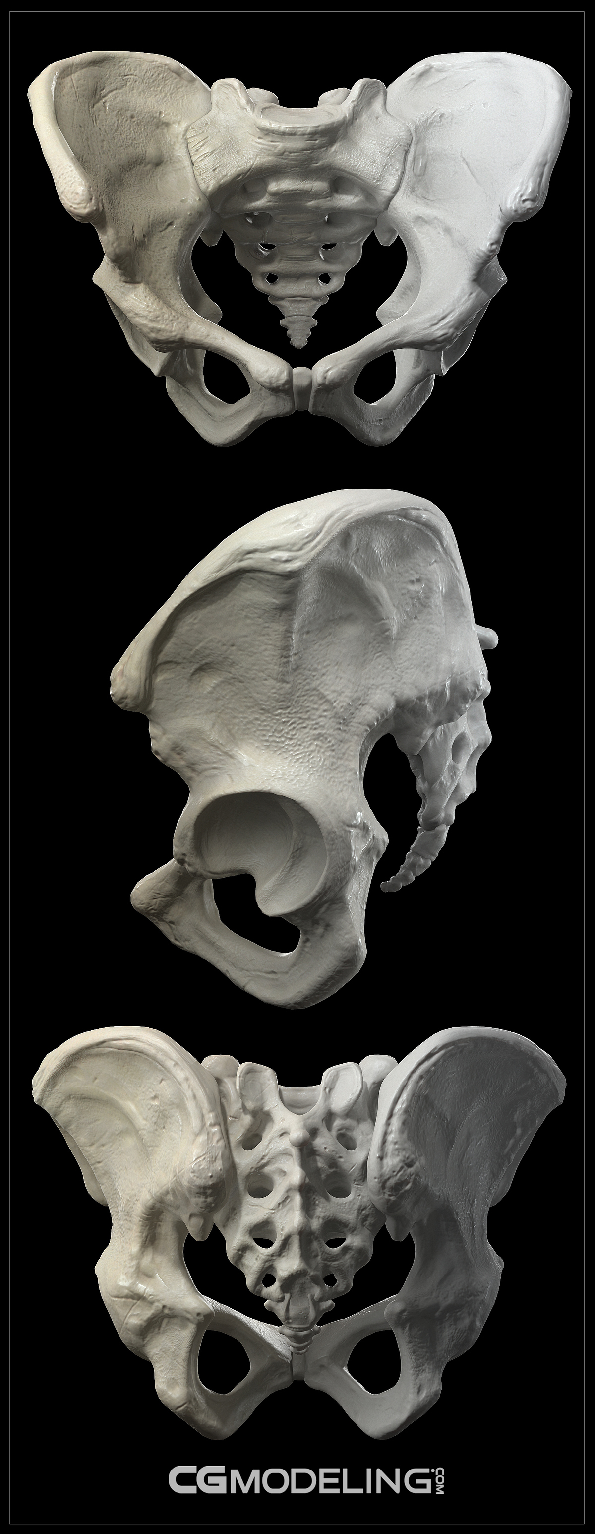 Michael_Milano_Pelvis_CGmodeling_Border_ZBC2