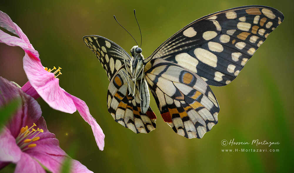Butterfly_03-www.h-mortazavi.com