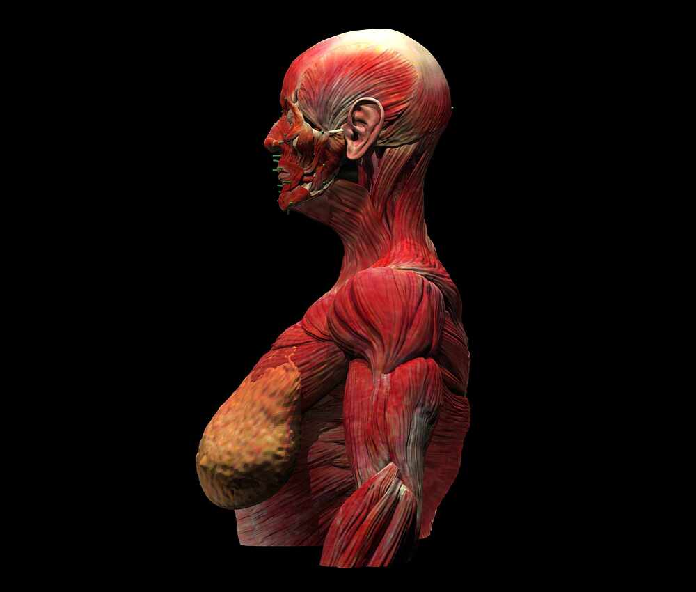 t28_muscles.2036128