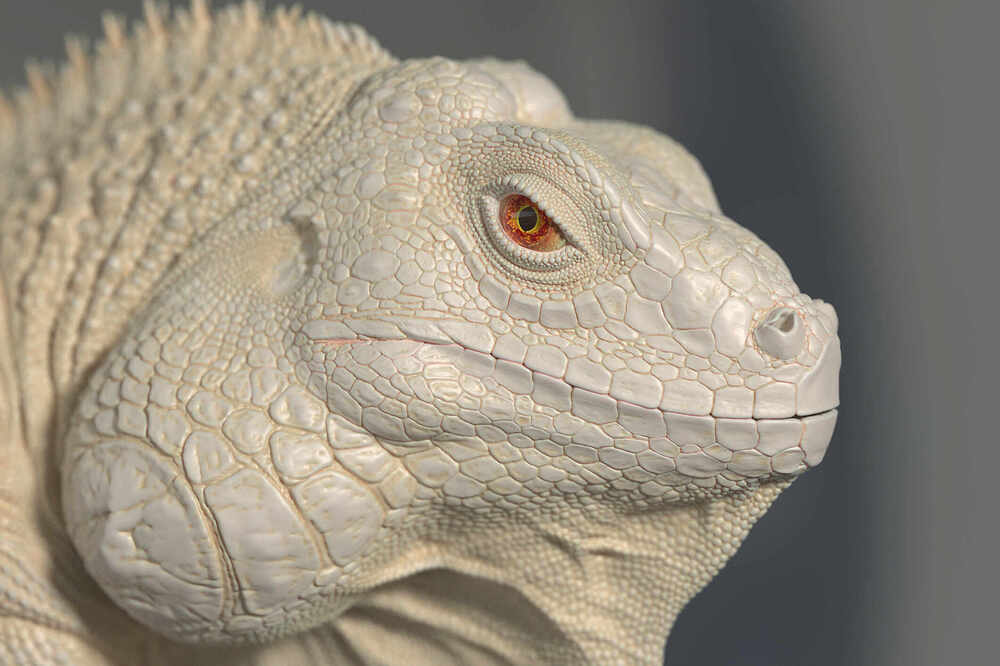 ZBrush Document12