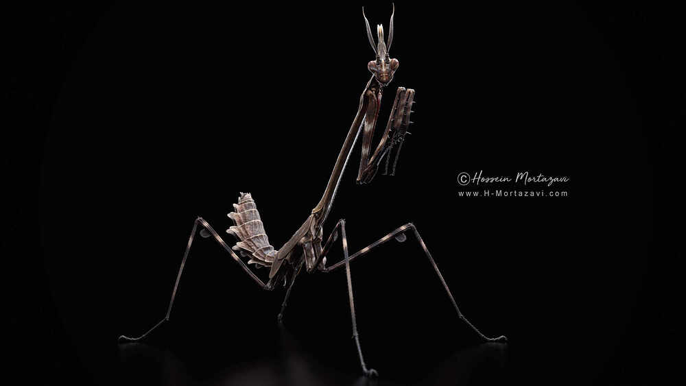 Praying Mantis_06-www.h-mortazavi.com