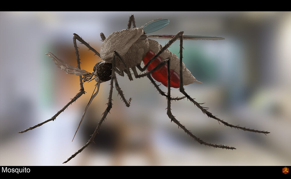 mosquito_001