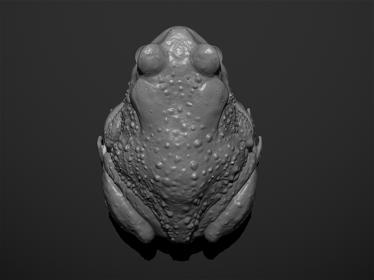 Garden frog Top