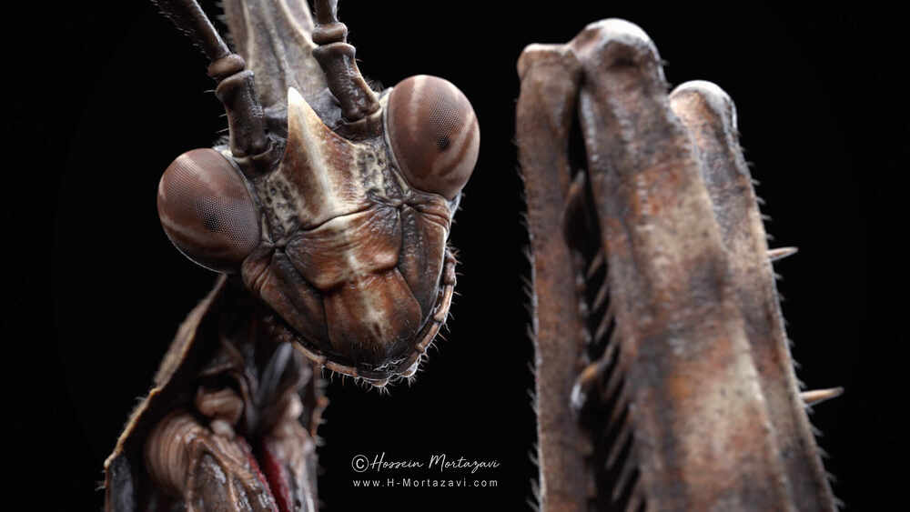 Praying Mantis_01-www.h-mortazavi.com