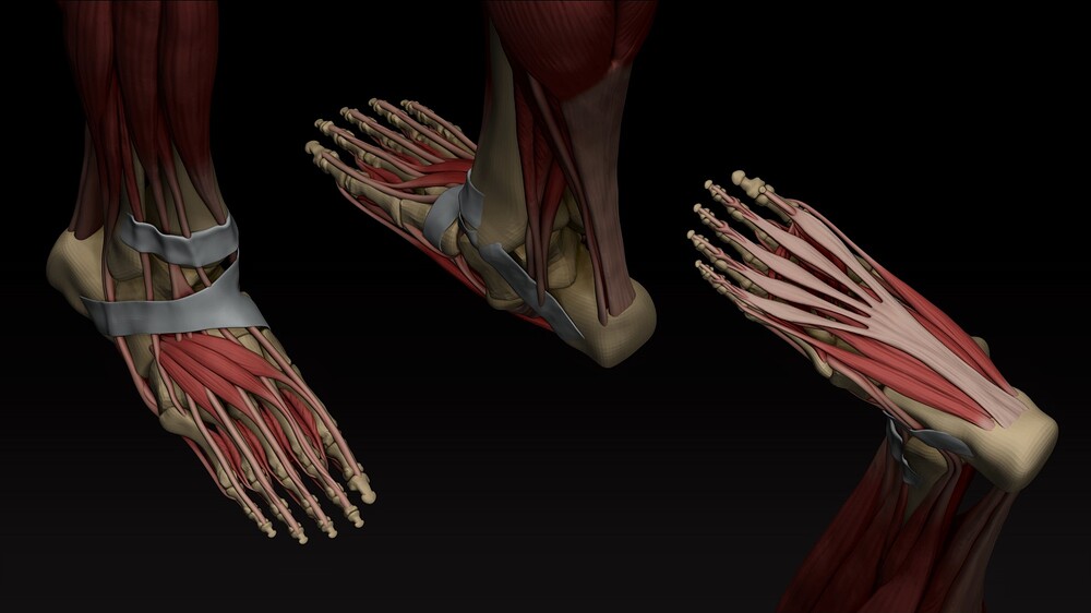 Ecorche_closeup_foot