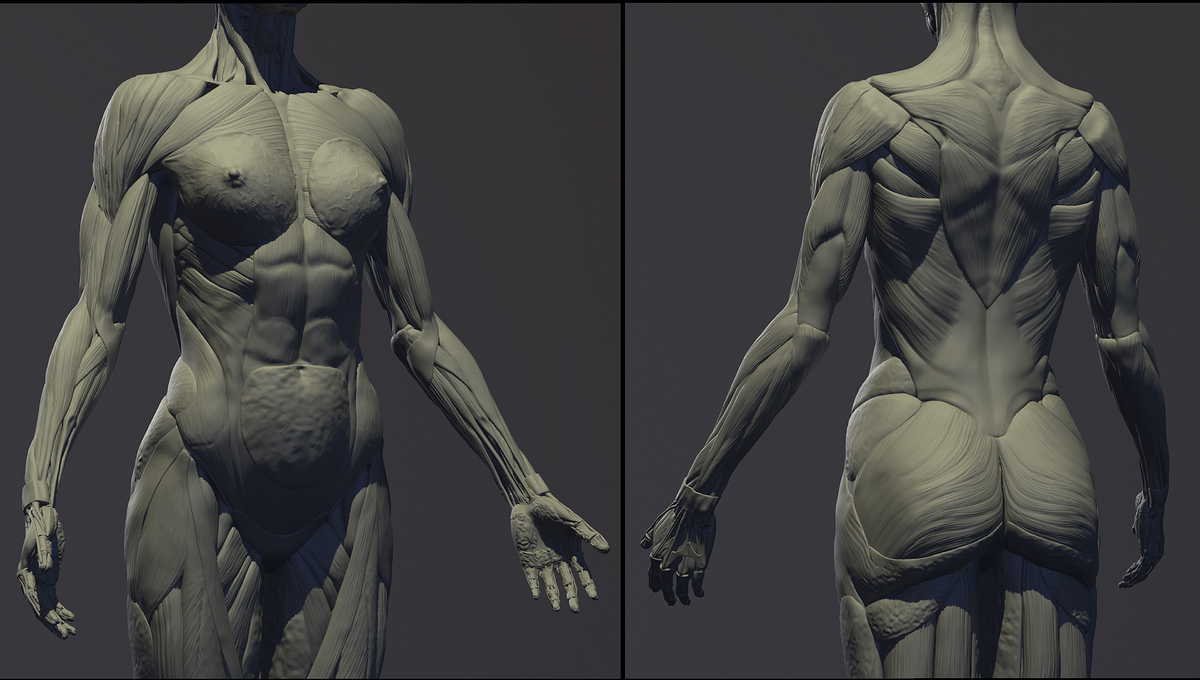 Female_Anatomy_Kit_CloseUp02