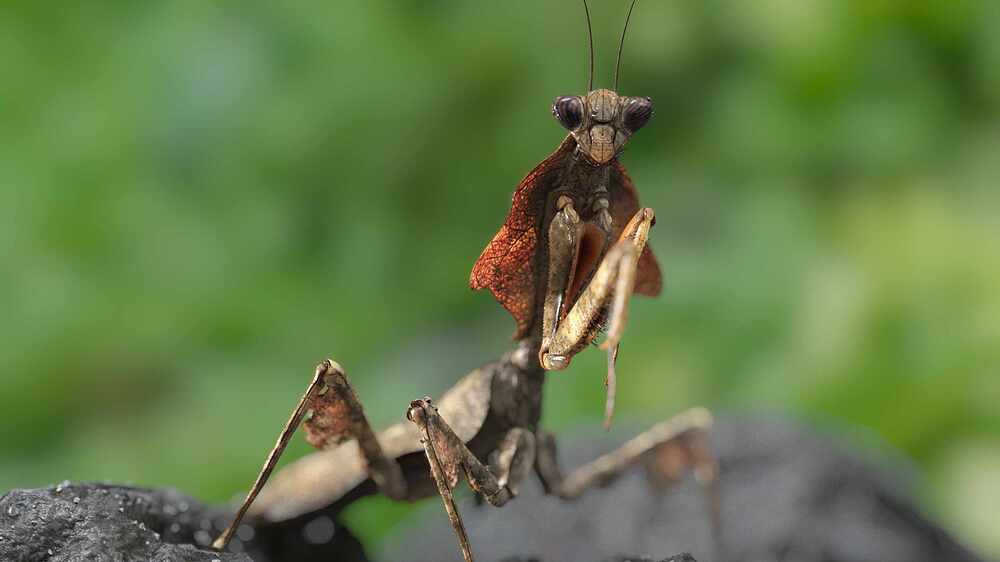 leaf_mantis_art_render_v05_comp