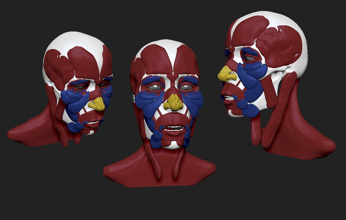 anatomy practice.jpg