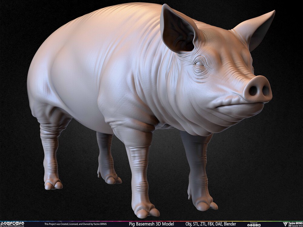 Pig Basemesh 3D Model Animal Anatomy Sculpted by Yacine BRINIS Set 030