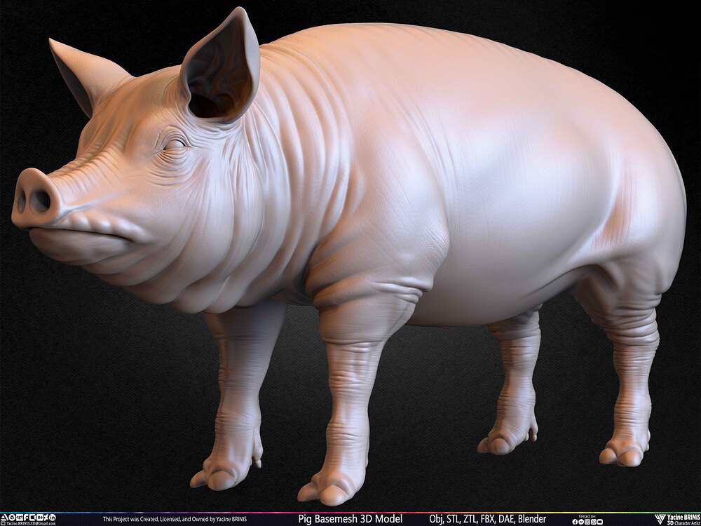 Pig Basemesh 3D Model Animal Anatomy Sculpted by Yacine BRINIS Set 039