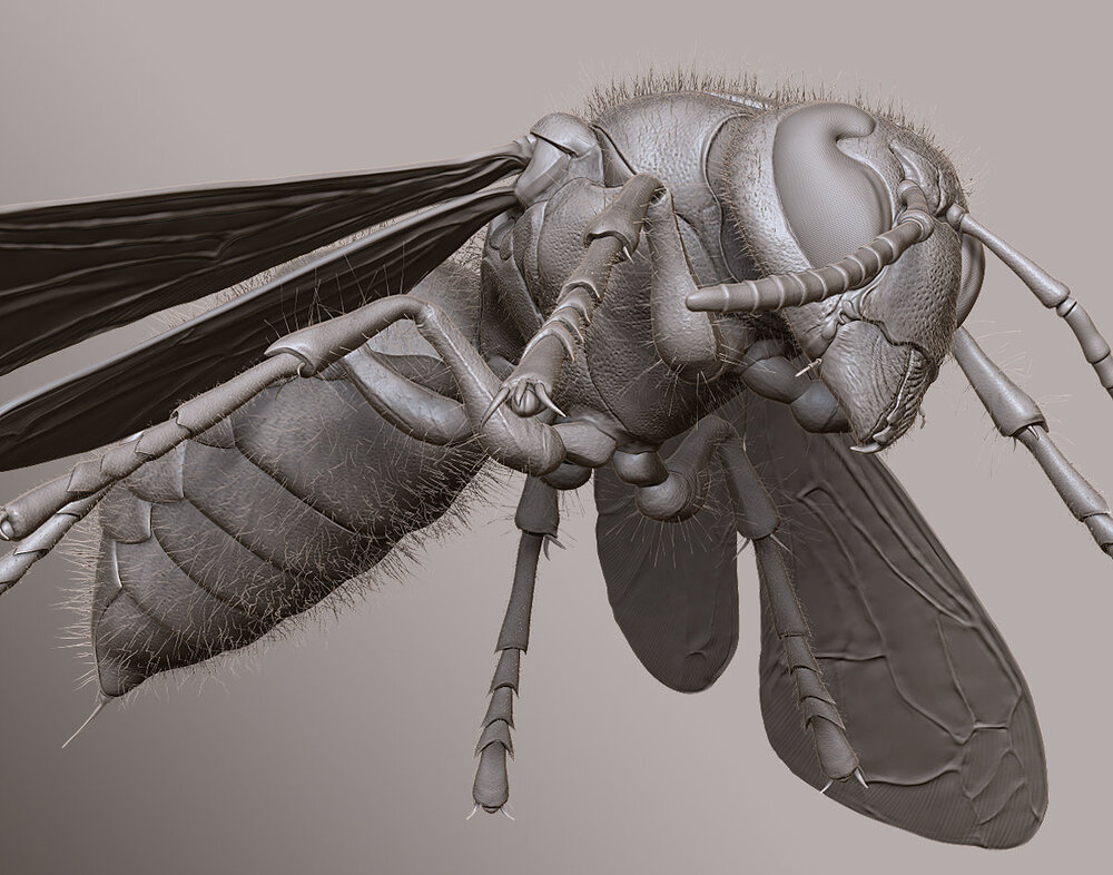 william-tirloy-hornet-03-william-tirloy.jpg
