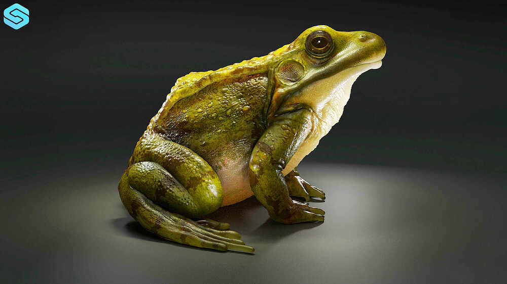 frog 01