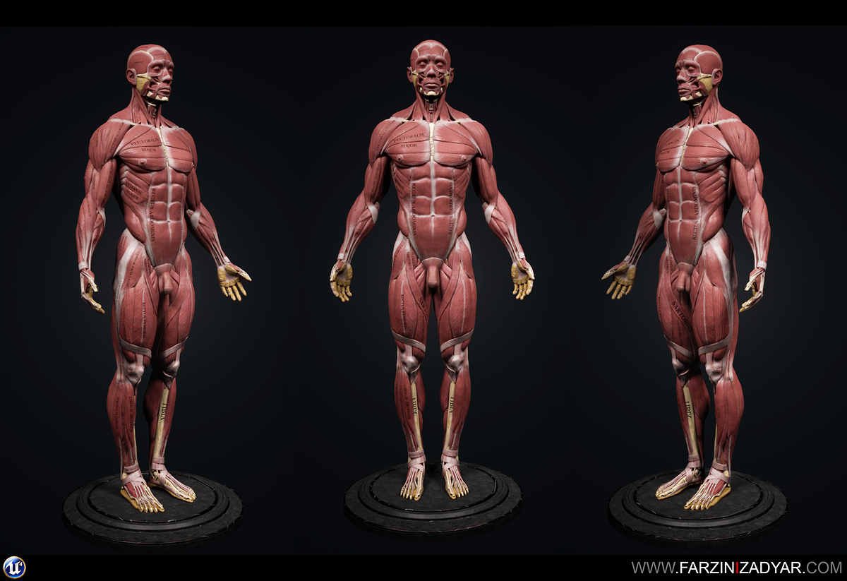 Farzin_Izadyar_Anatomy_Full_Anterior