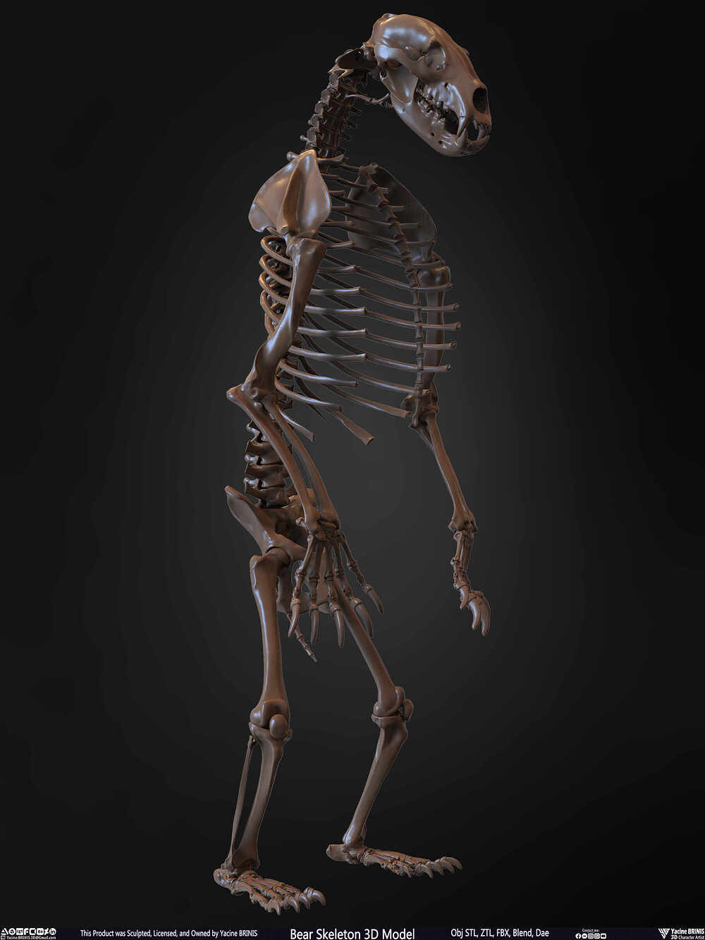 Bear Skeleton 3D Model Sculpted by Yacine BRINIS Set 025