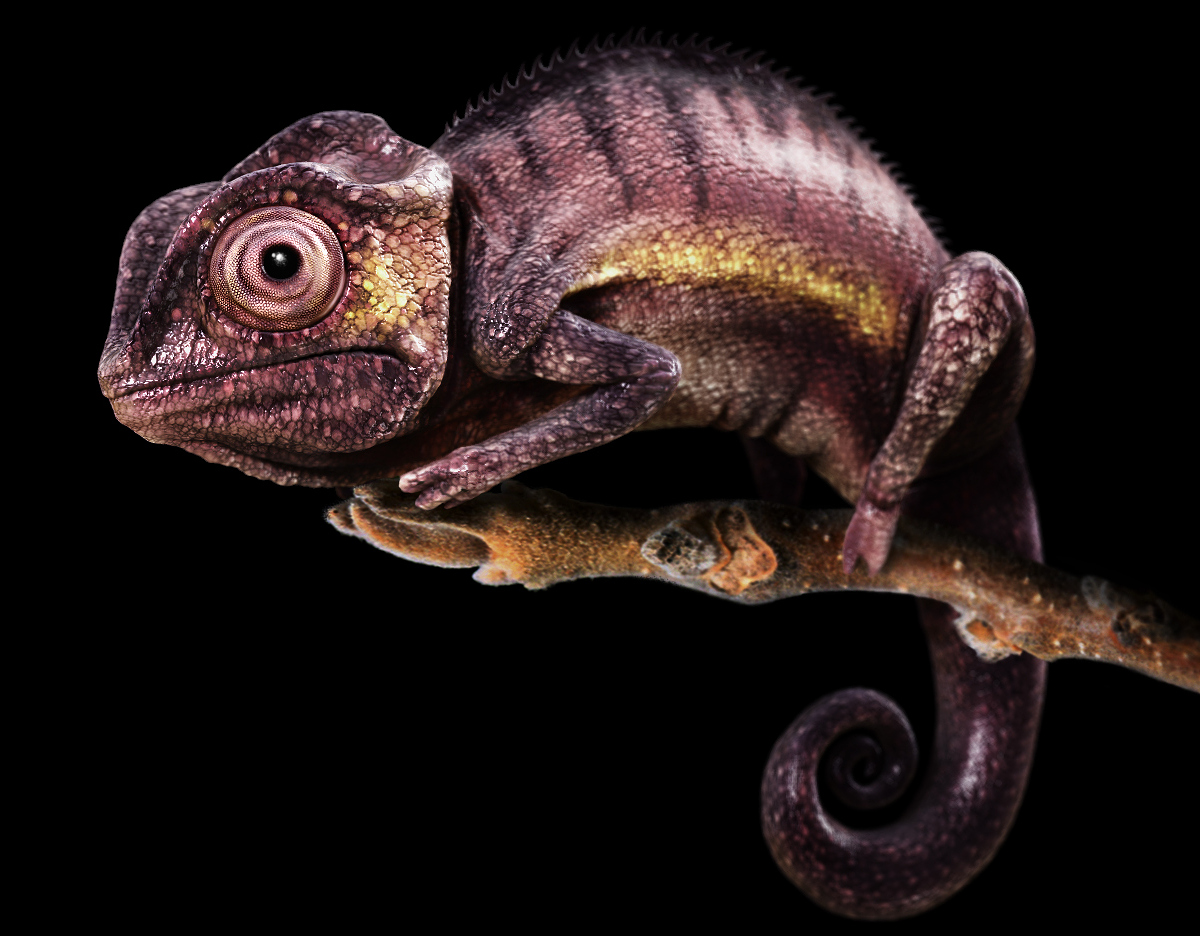 chameleon2.jpg