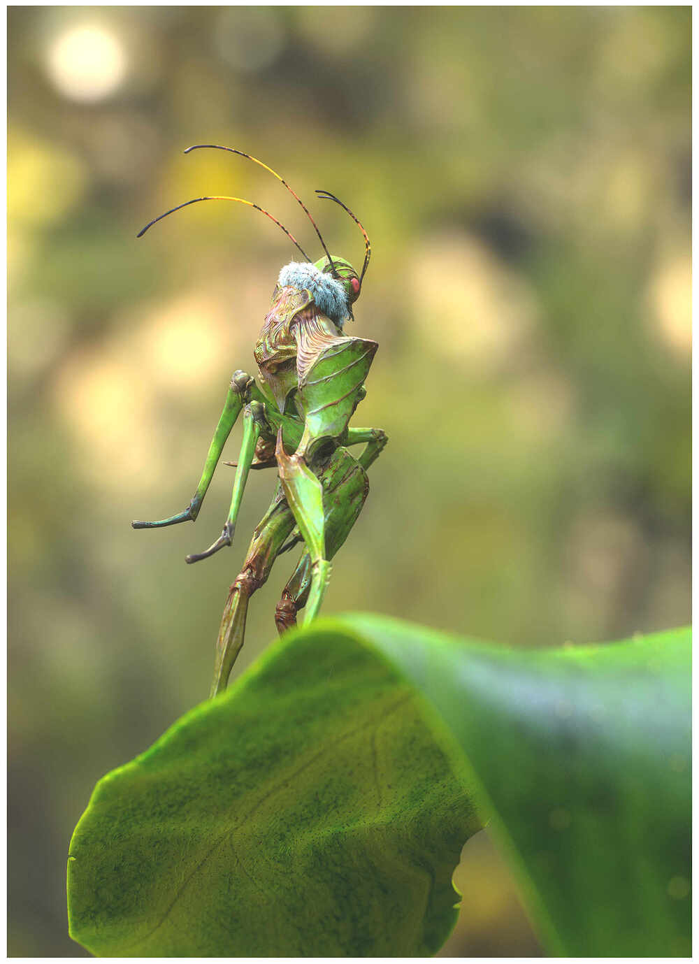 Crop_fairy_walkin_ (2)