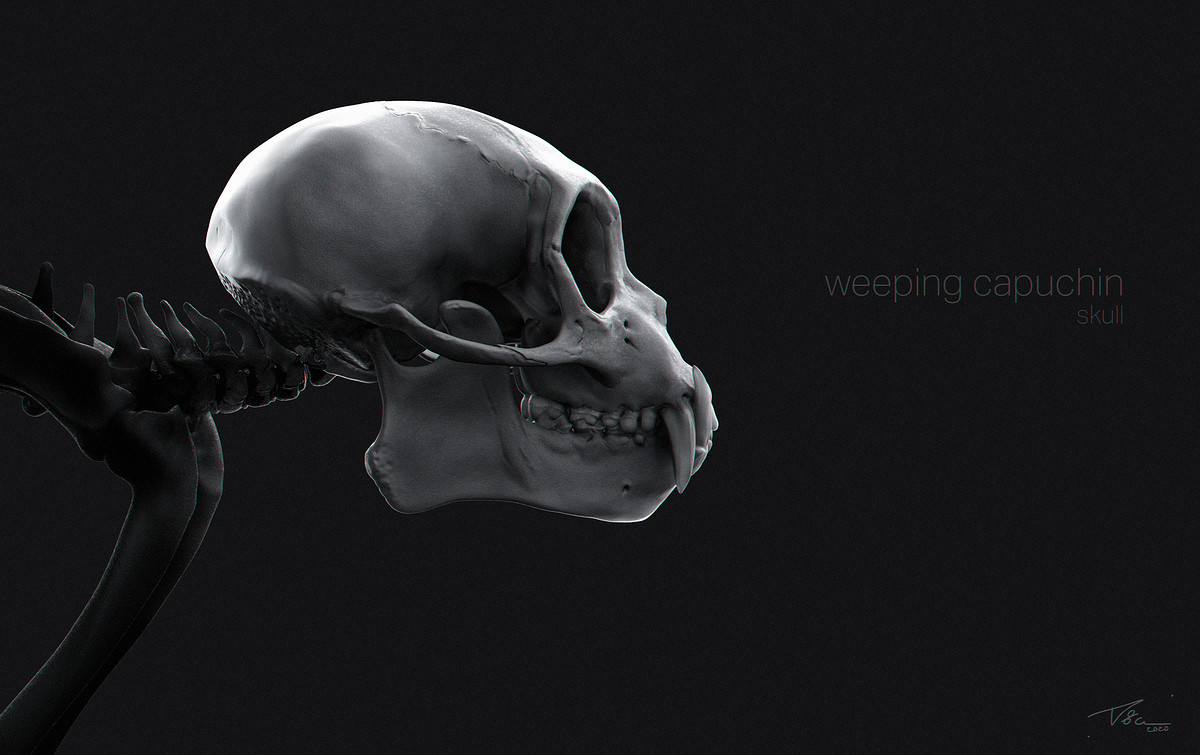 capuchin_skull_01 copy