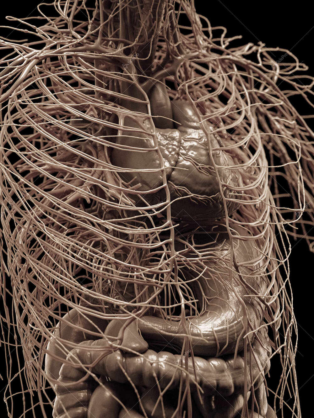 averageFitMale_torso_anatomyLayer9