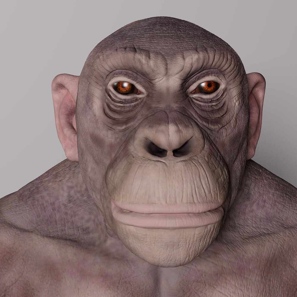 chimp_4