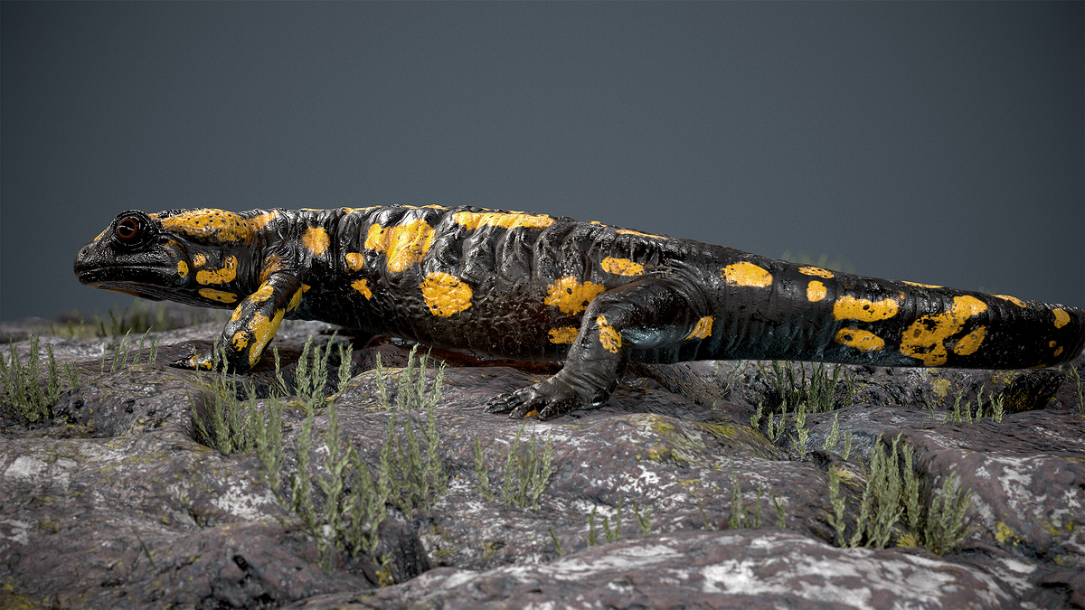 salamander5