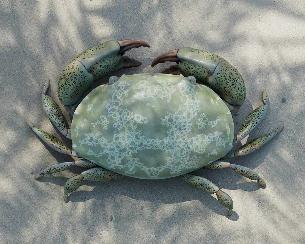 shawlCrab_01