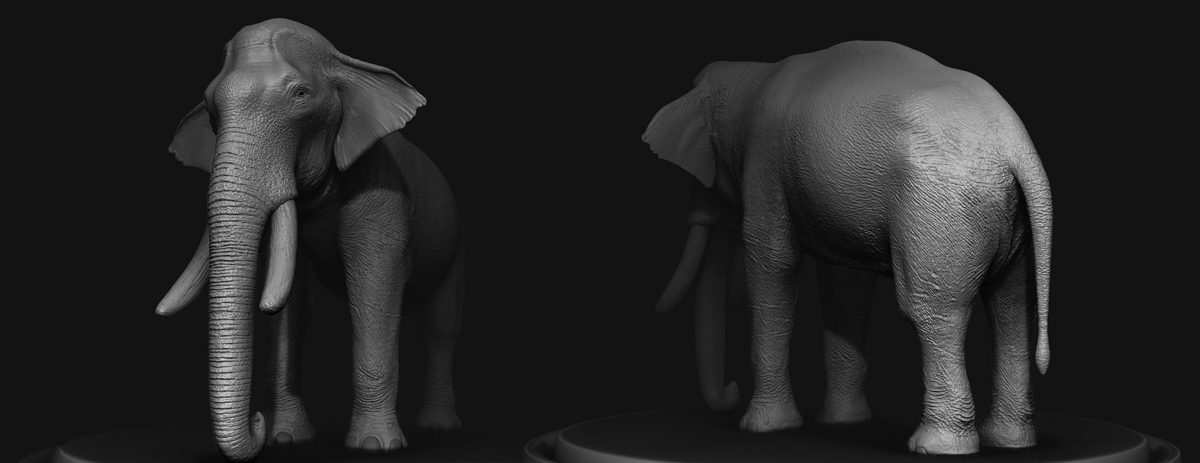 Elephant_001
