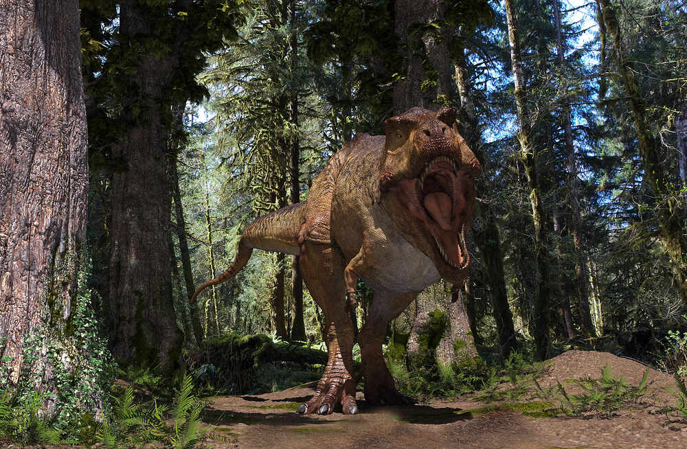 Rex in forest 2
