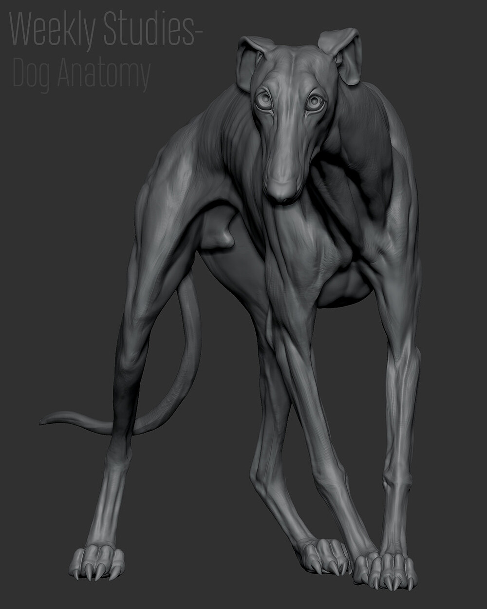 WeeklyStudy_DogAnatomy_01
