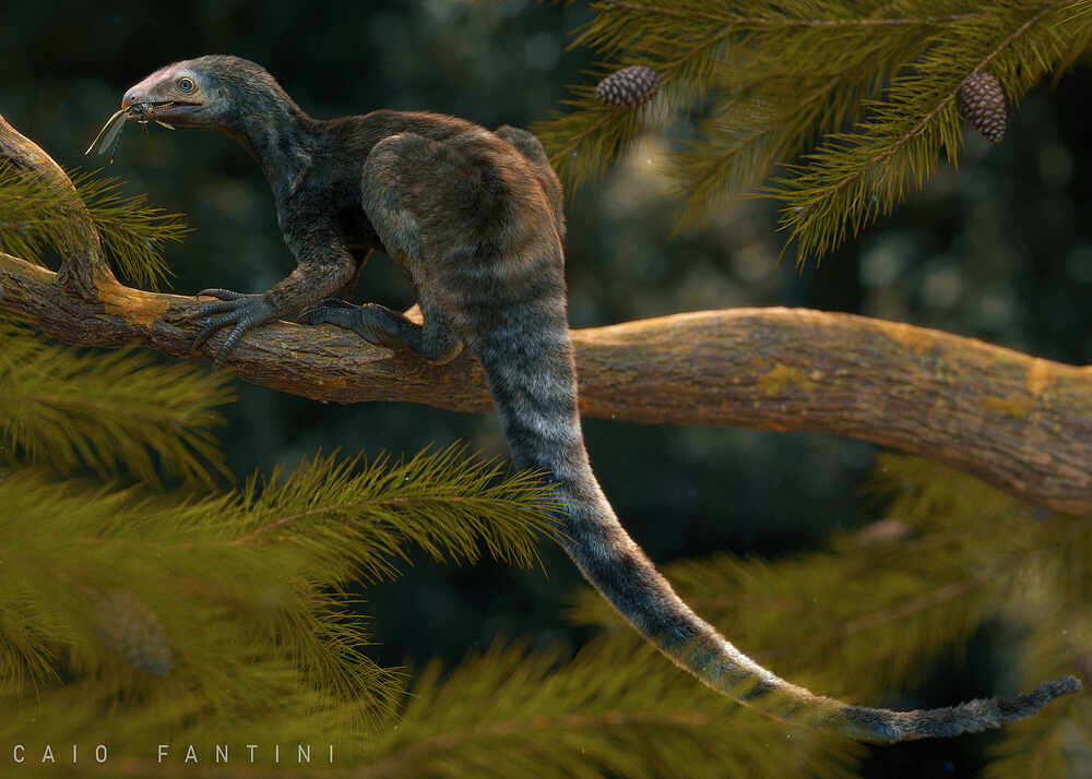 Venetoraptor-gassenae15