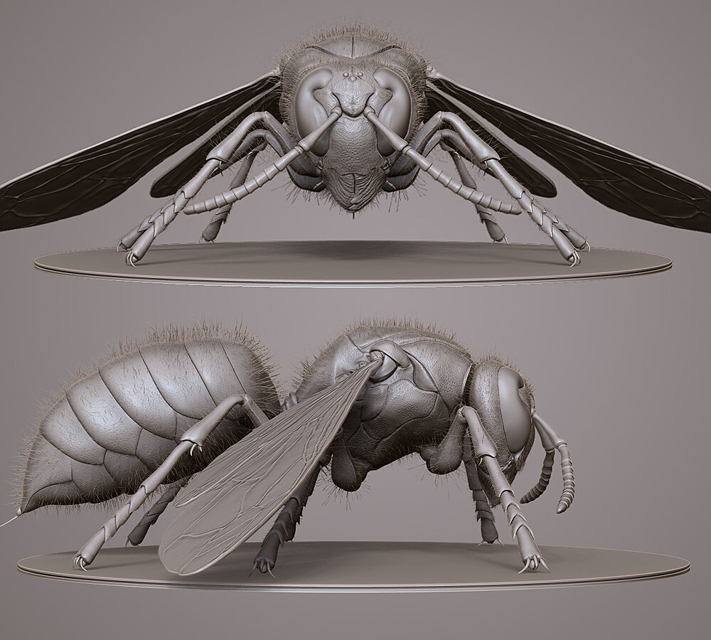 william-tirloy-hornet-01-william-tirloy.jpg