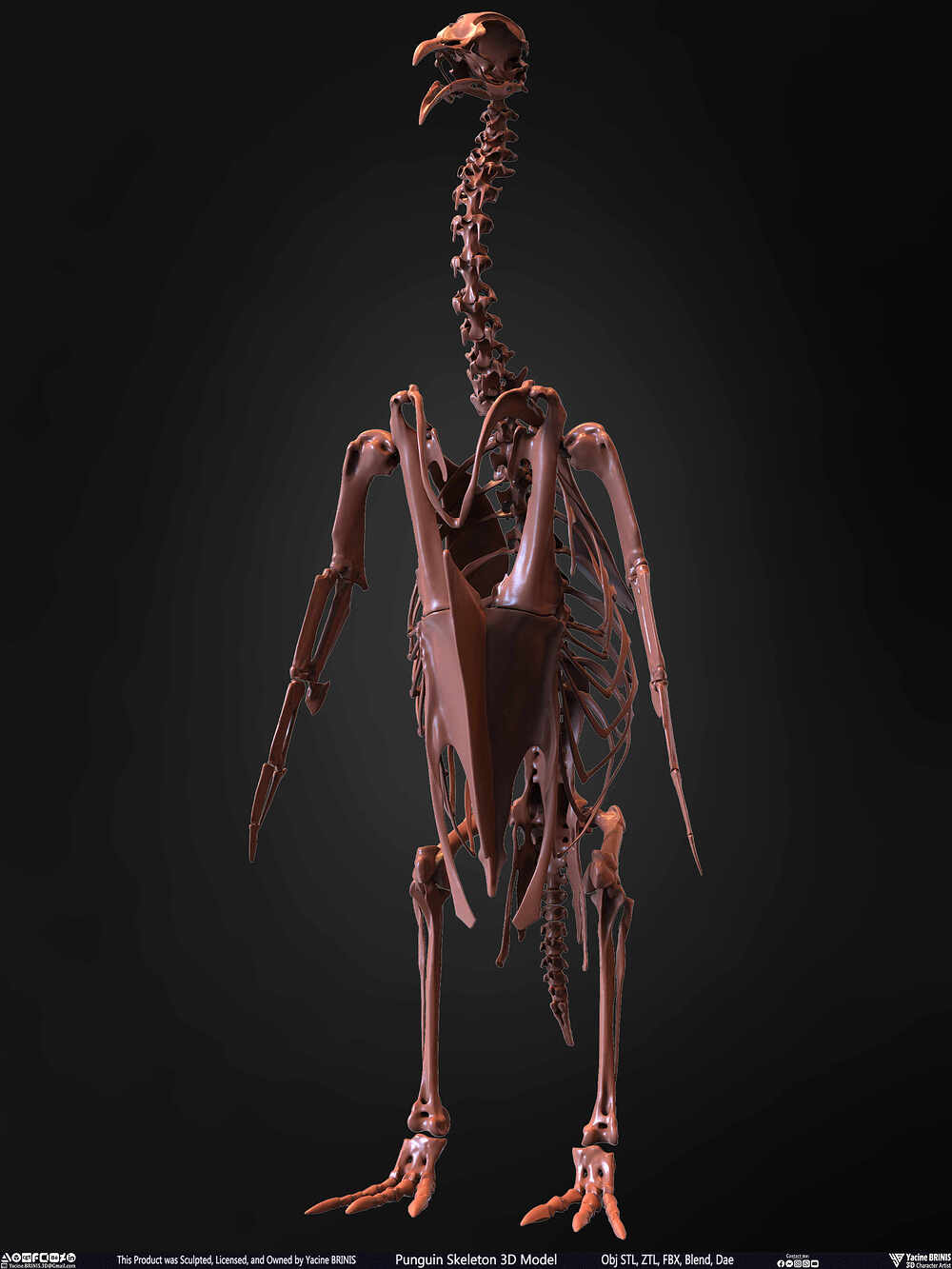 Punguin Skeleton 3D Model Sculpted by Yacine BRINIS Set 003