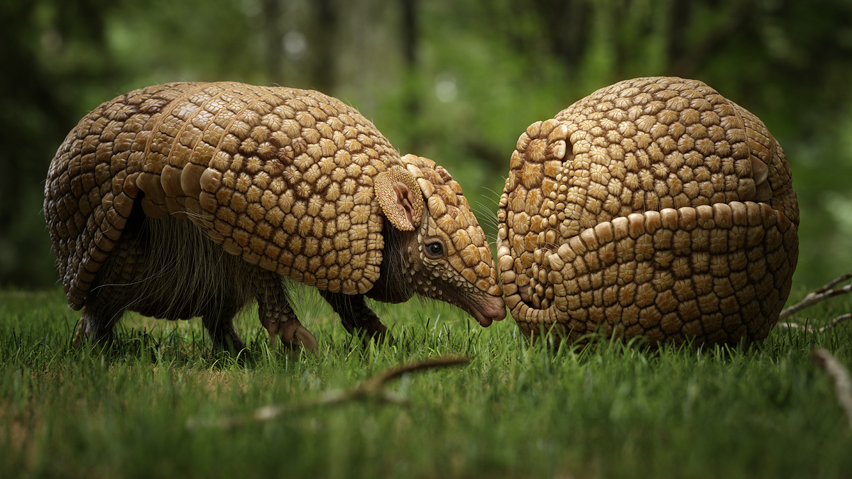 armadillo_keyvisual_0000