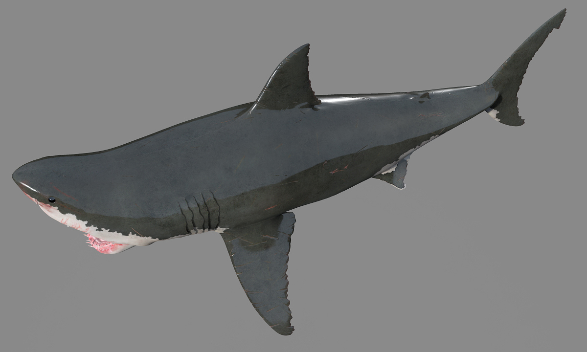 shark2.jpg