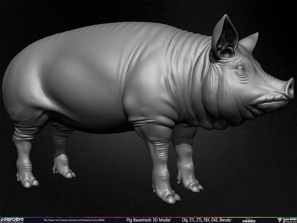 Pig Basemesh 3D Model Animal Anatomy Sculpted by Yacine BRINIS Set 003