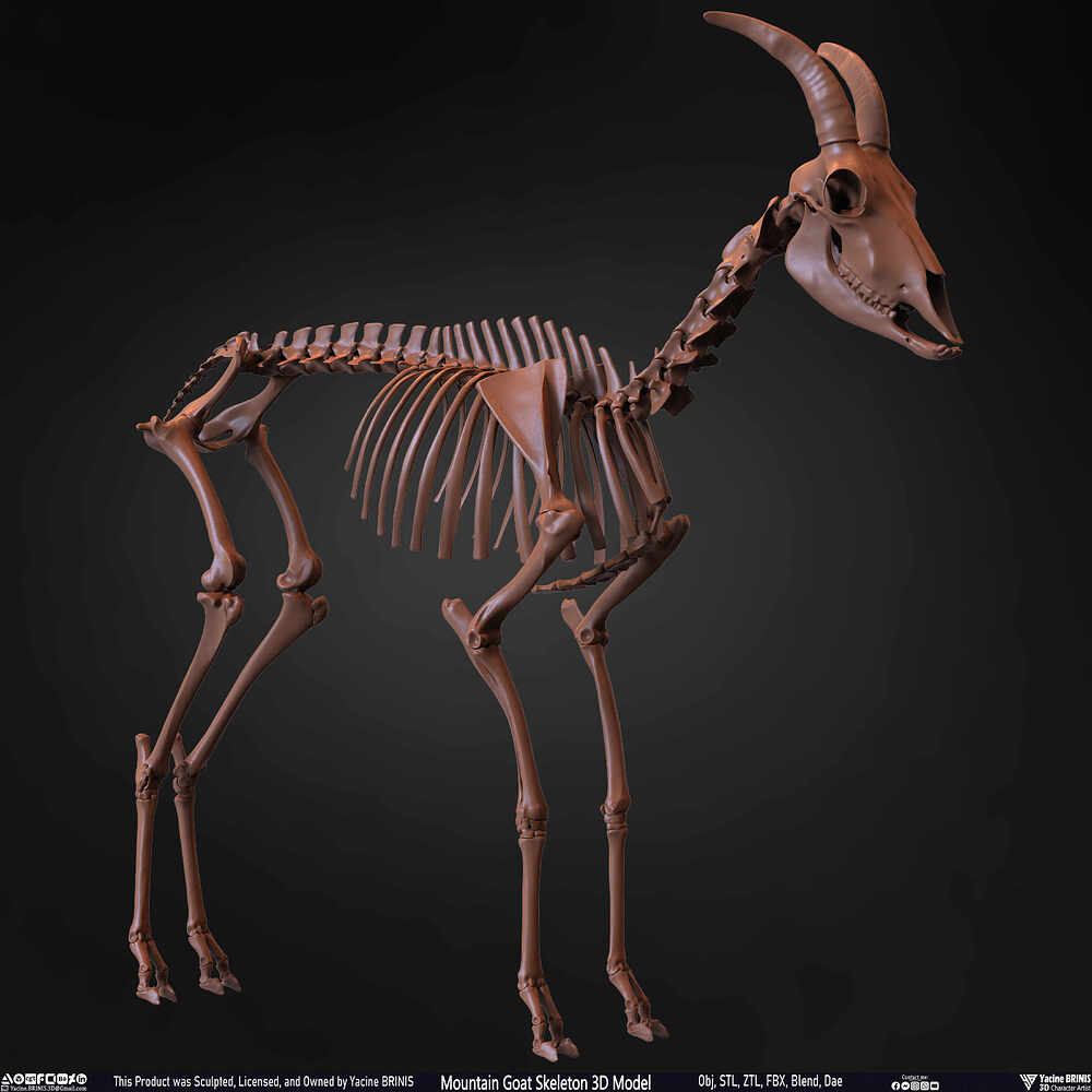 Mountain Goat Skeleton 3D Model Sculpted by Yacine BRINIS Set 027