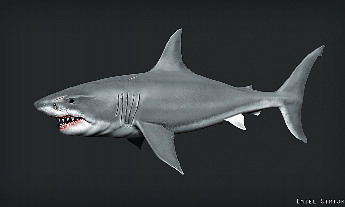 SharkFull2.jpg
