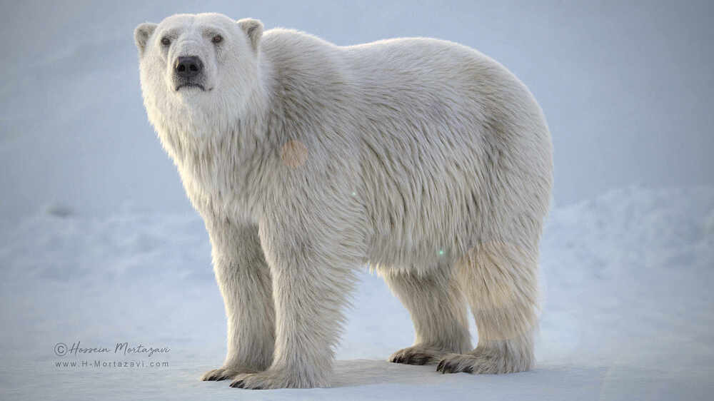 Polar Bear 01-www.h-mortazavi.com