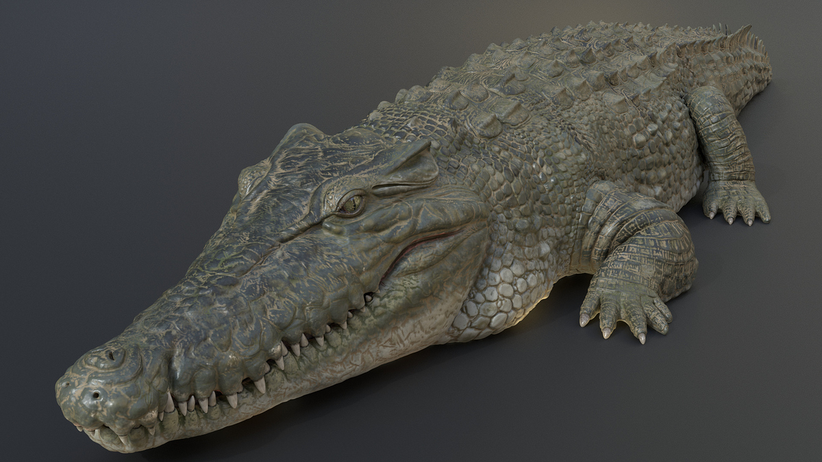 crocodile0001crocodile0001_10004